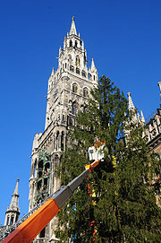 Ein Prachtstück von Weihnachtsbaum (Foto: Ingrid Grossmann)